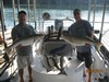 (09/02/2015) - Nice Striped Bass